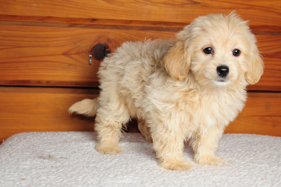 Thumbnail: Maltipoo Female Puppy 