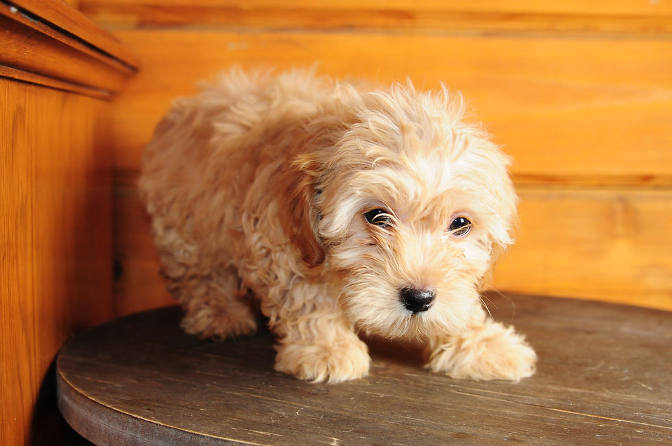 Thumbnail: Morkie Female Puppy 