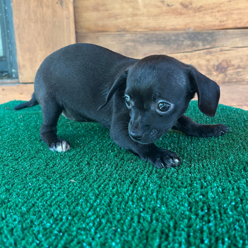 Thumbnail: Chiweenie Female Puppy 