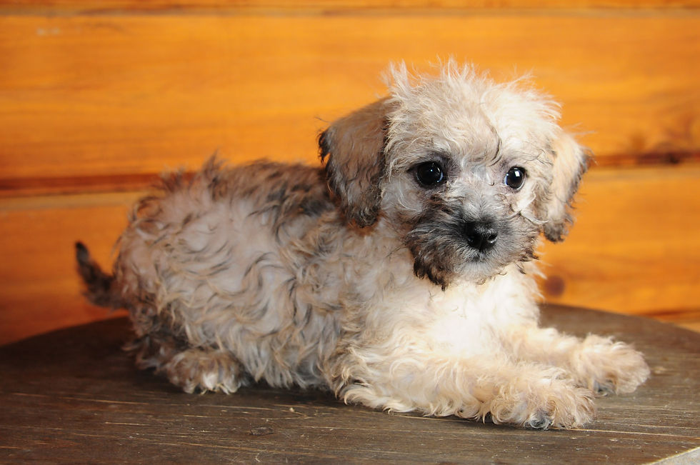 Thumbnail: Morkie Female Puppy 