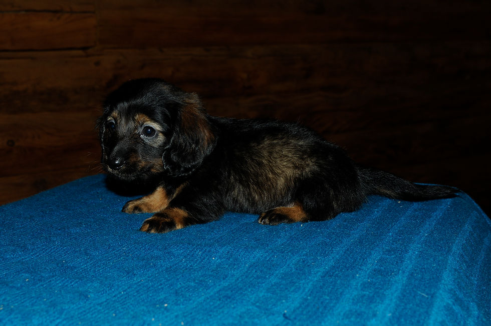 Thumbnail: Longhair Miniature Dachshund Male Puppy