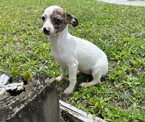 Chiweenie Female Puppy