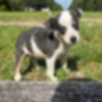 Thumbnail: JackChi Male Puppy 