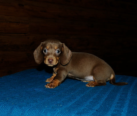 Miniature Dachshund Female Puppy