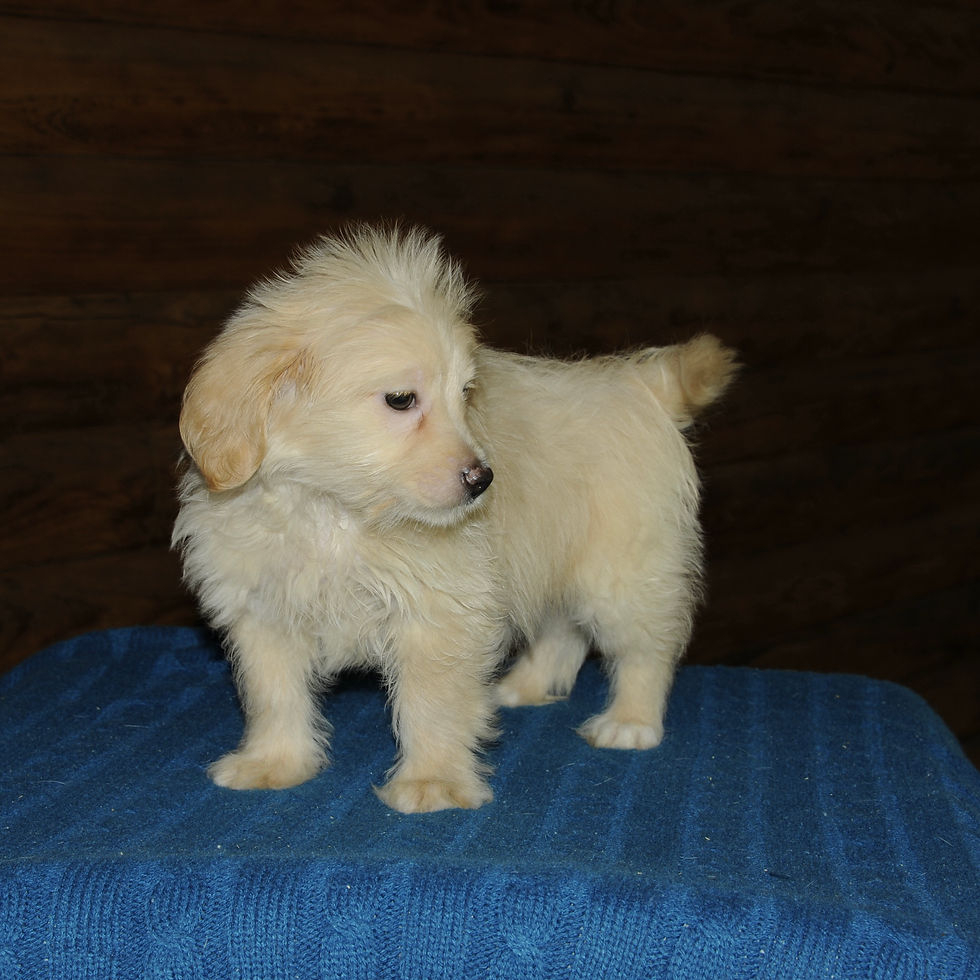 Thumbnail: Maltipoo Male Puppy 