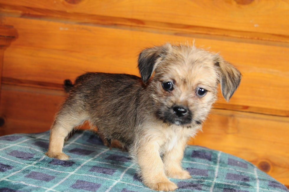 Thumbnail: Shih Tzu/Chihuahua Mix Male Puppy 