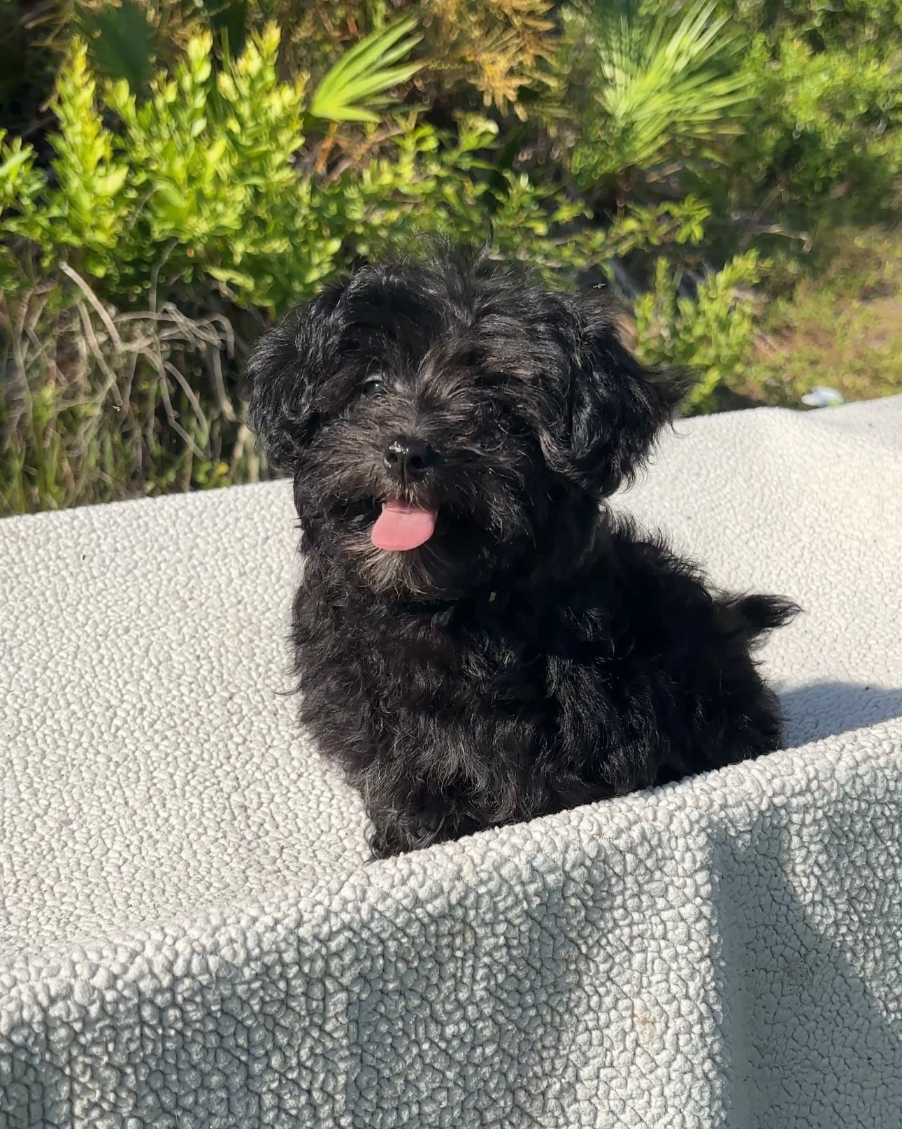 Maltipoo Female Puppy 