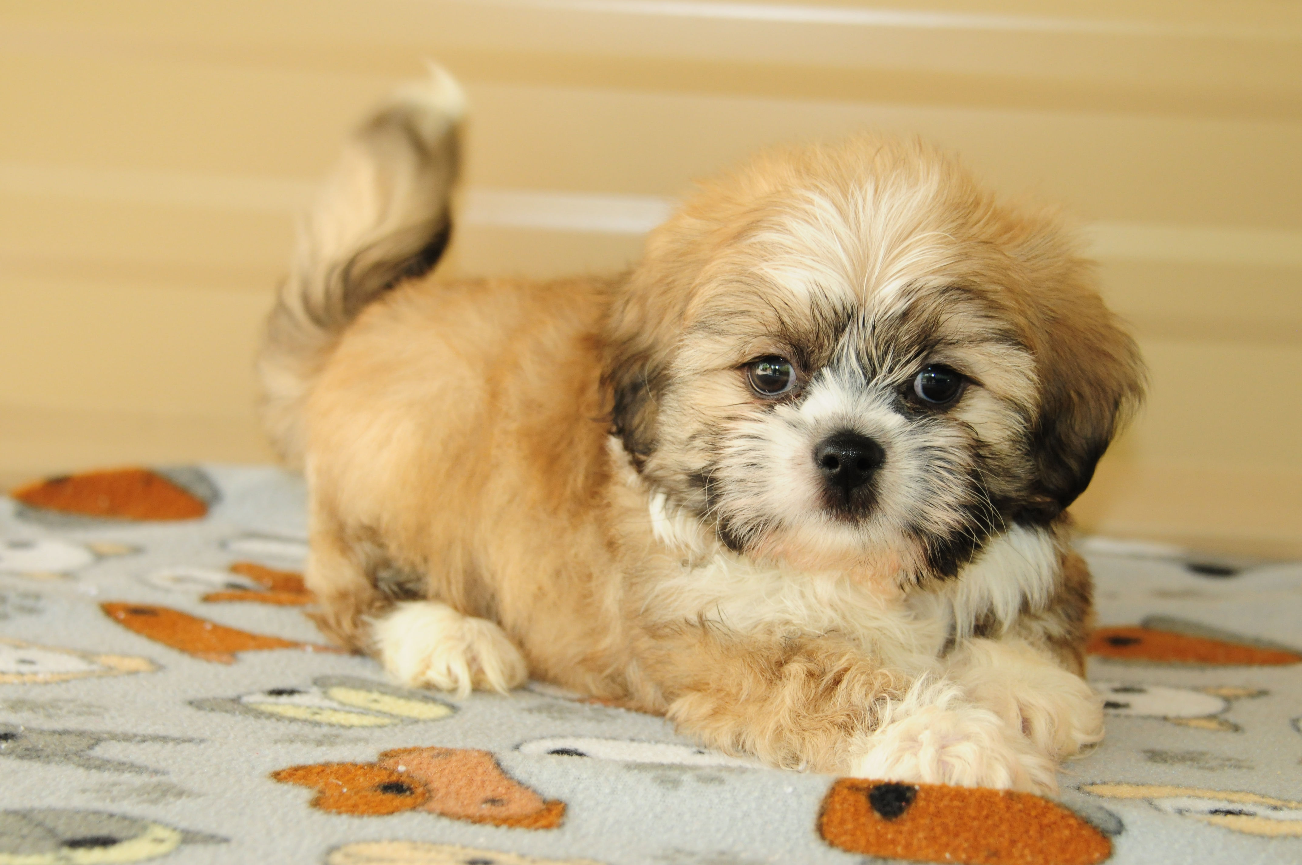 Shih Tzu/Dachshund Mix Male Puppy 