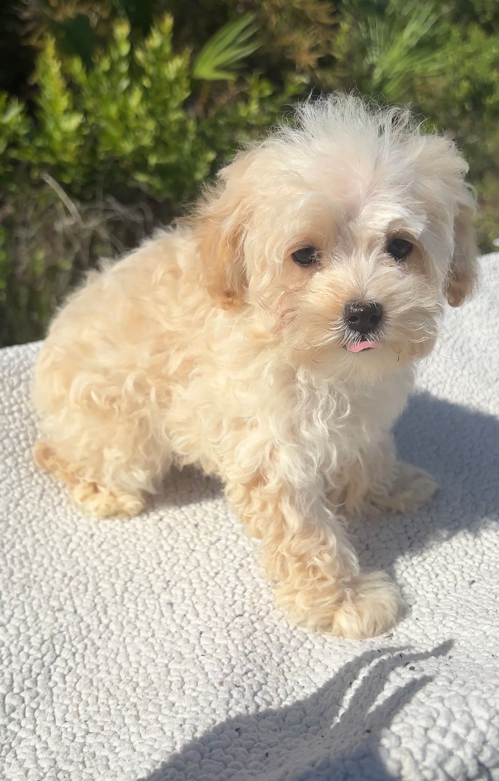 Thumbnail: Maltipoo Female Puppy 