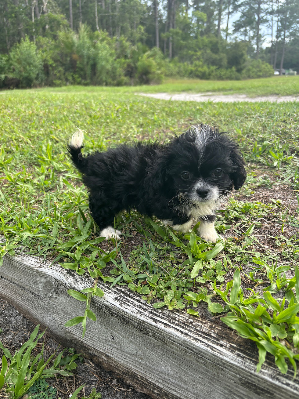 Thumbnail: Shih Tzu Chihuahua Mix Female Puppy