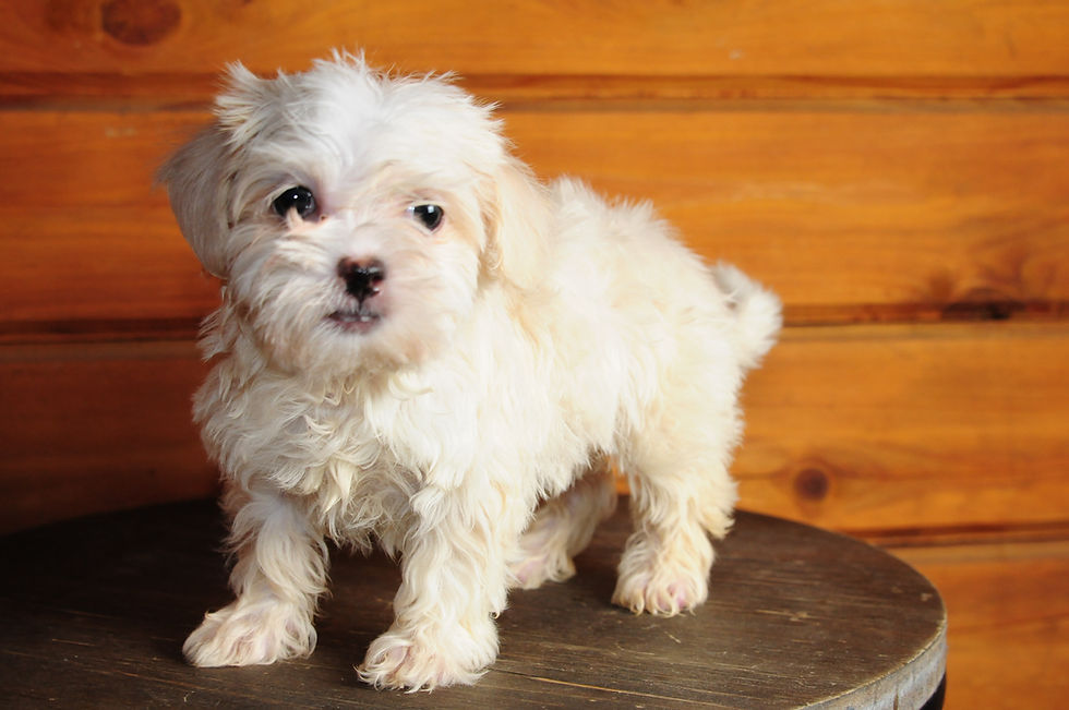Thumbnail: Morkie Female Puppy 