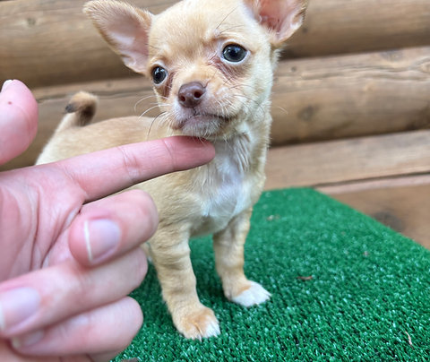 Chihuahua Male Puppy