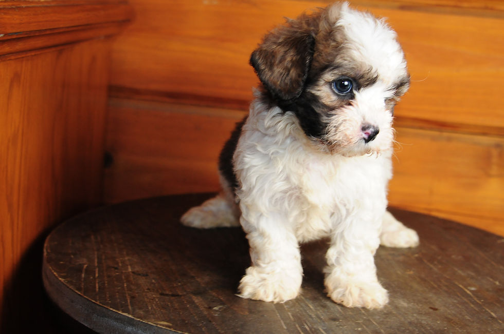 Thumbnail: Shihpoo Female Puppy 