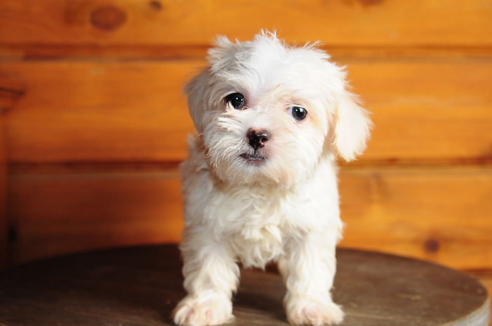 Thumbnail: Morkie Female Puppy 