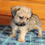 Thumbnail: Shih Tzu/Chihuahua Mix Male Puppy 