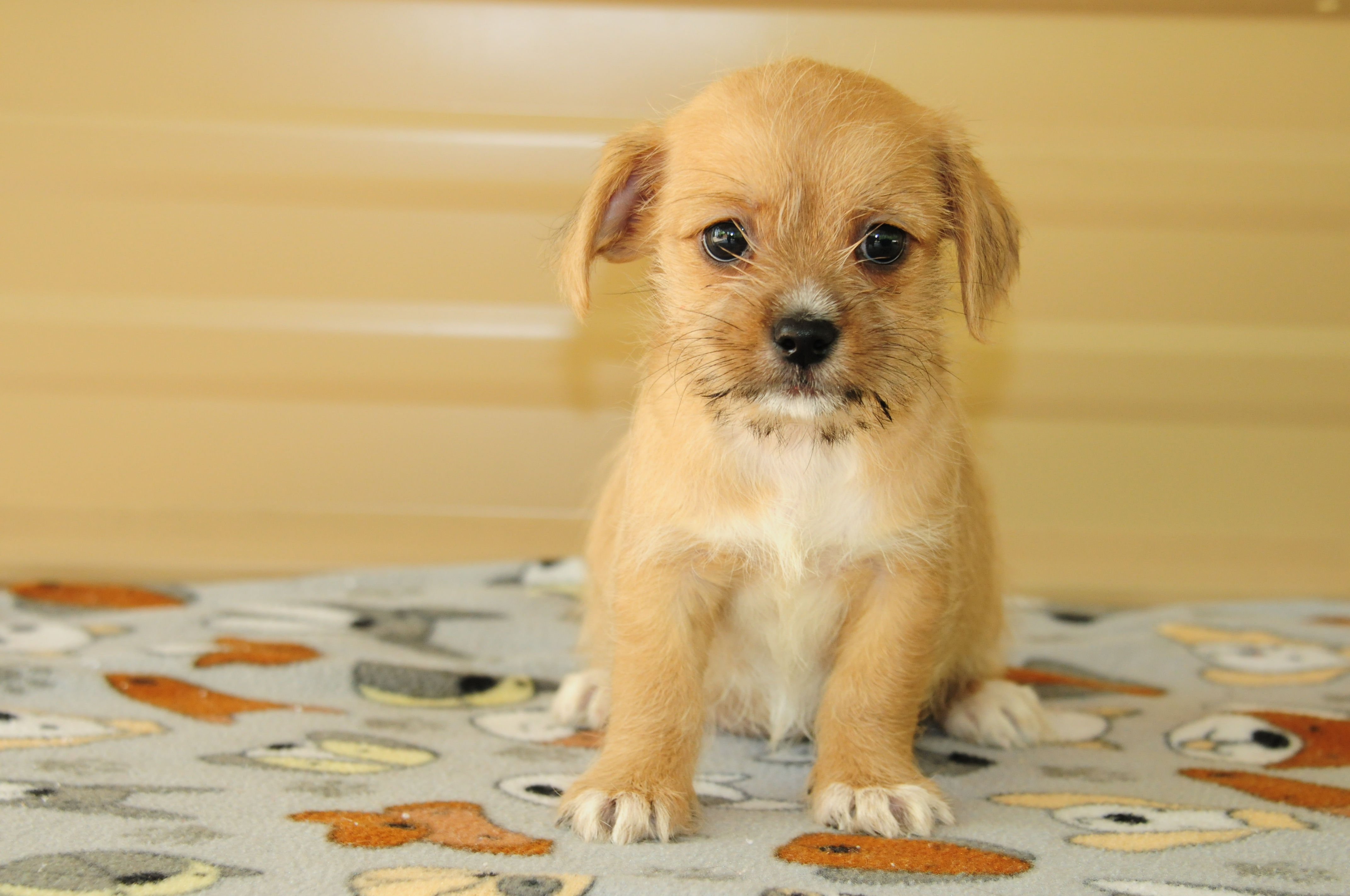 Shih Tzu/Dachshund Mix Female Puppy 