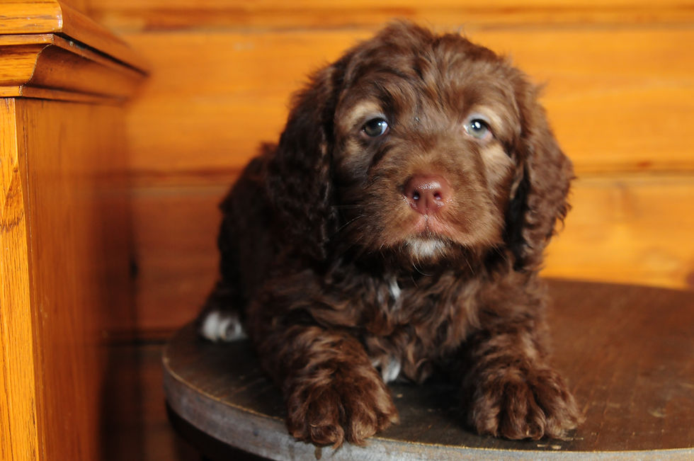 Thumbnail: Labradoodle Male Puppy 