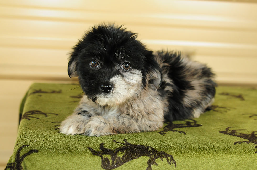 Thumbnail: Chihuahua/Mini Dachshund/Terrier Mix Female Puppy 
