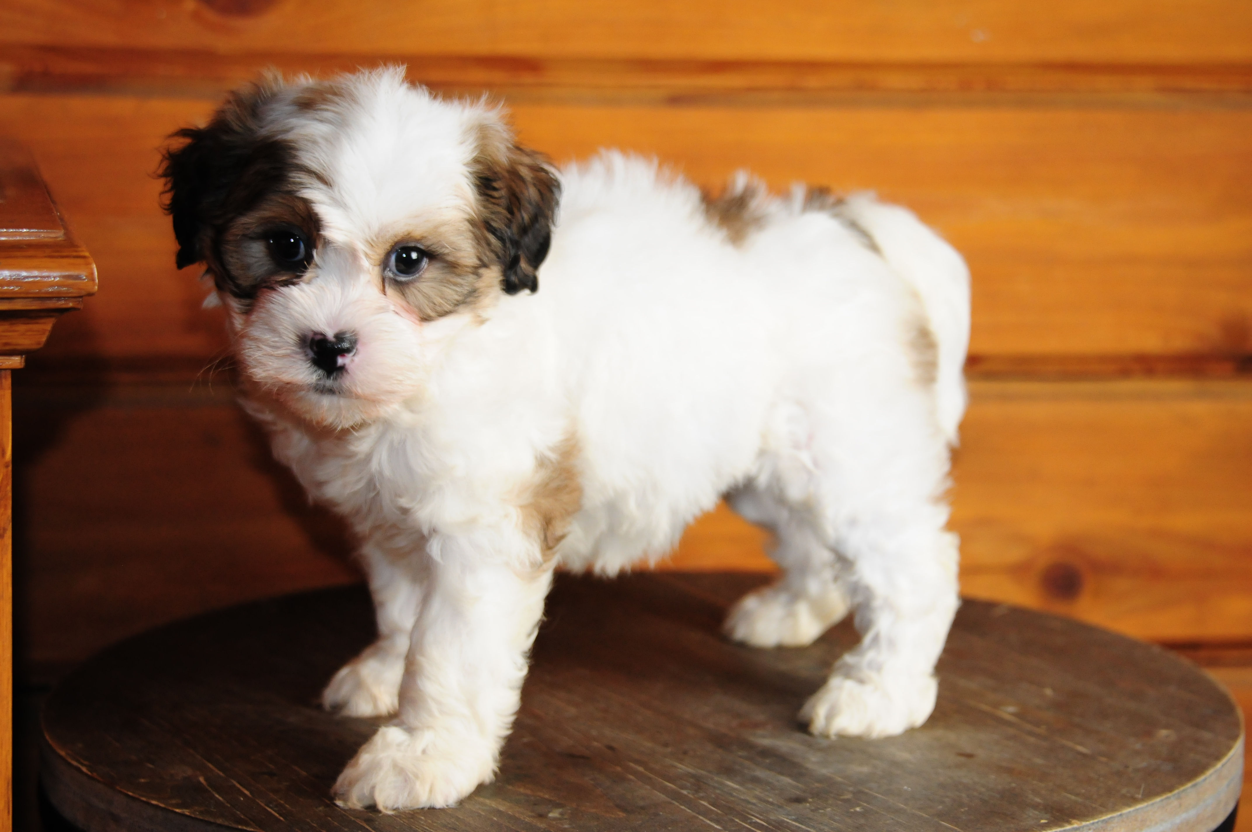 Shihpoo Male Puppy 
