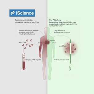Release Tx Announces iScience Publication on Encapsulated Cell Technology for Sustained, Localised Anti-CTLA-4 Cancer Immunotherapy