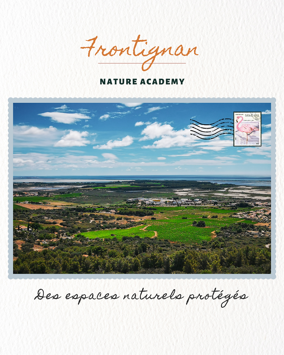 Carte postale Frontignan