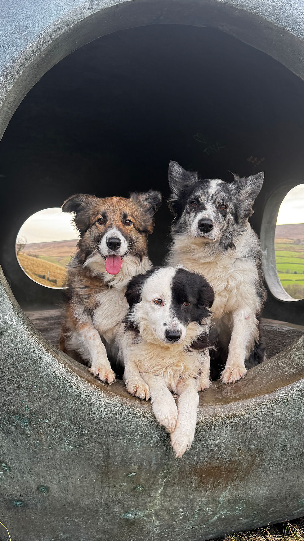 We're getting married - Part 1 - We've organised the dogs and nothing else