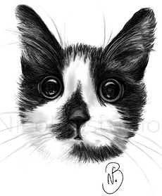 Illustration numérique en noir et blanc d'un chat