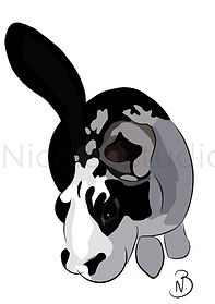 Black and white rabbit digital drawing