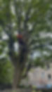 male tree surgeon cutting branches from tree