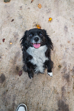 pebbles the dog