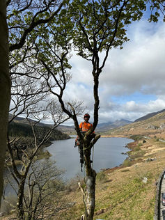 tree surgeon stood on a tree branch with lake in the background