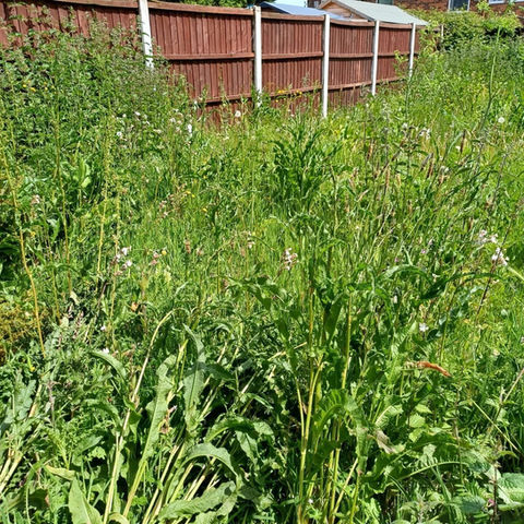 overgrown grass in garden