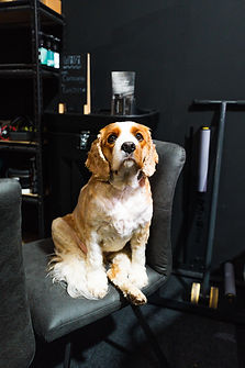 rupert the dog