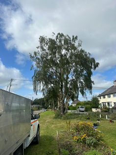 large tree that has been trimmed