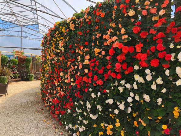 flower wall by IDC Greenscapes Ltd