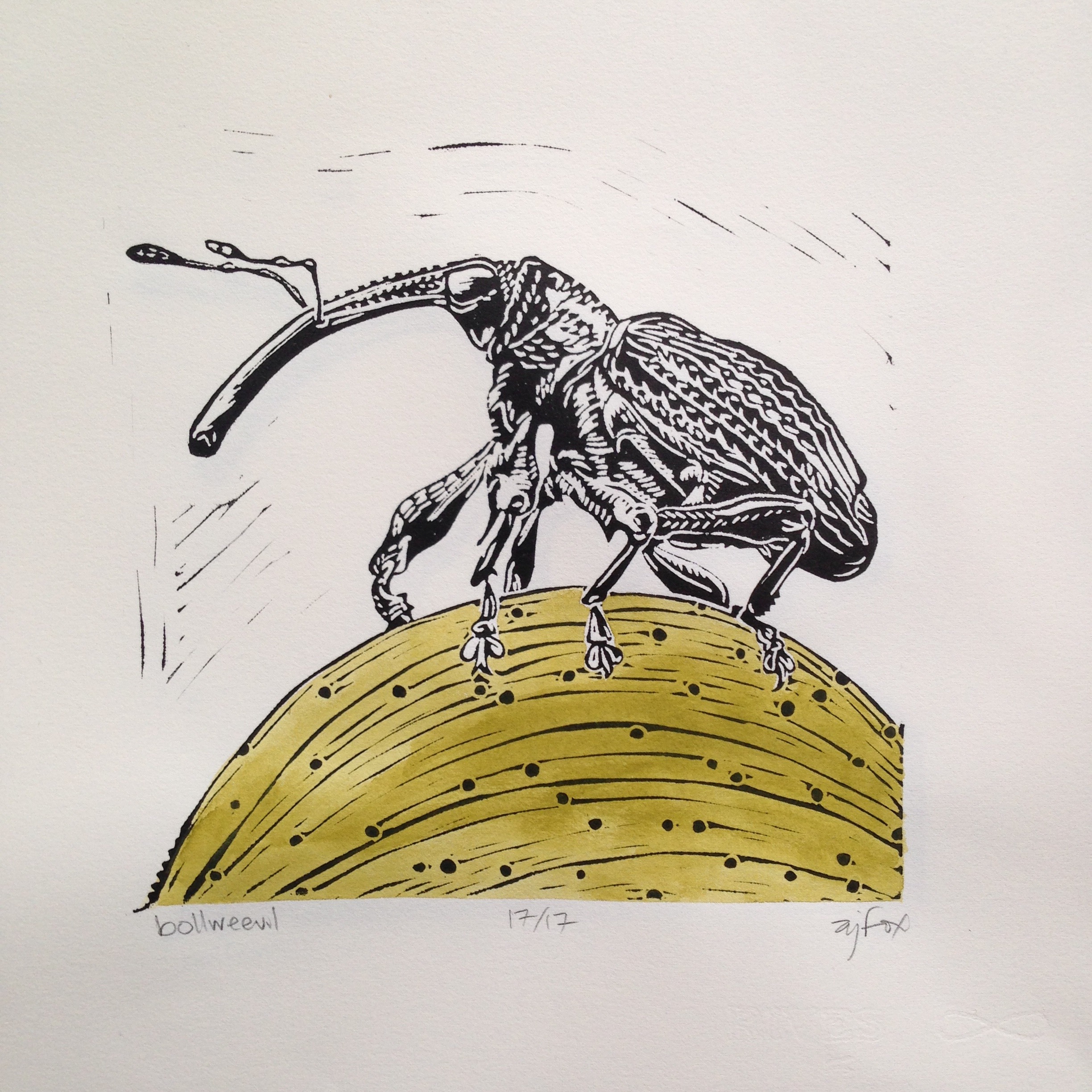 "Boll Weevil"
