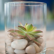 Succulant Sub