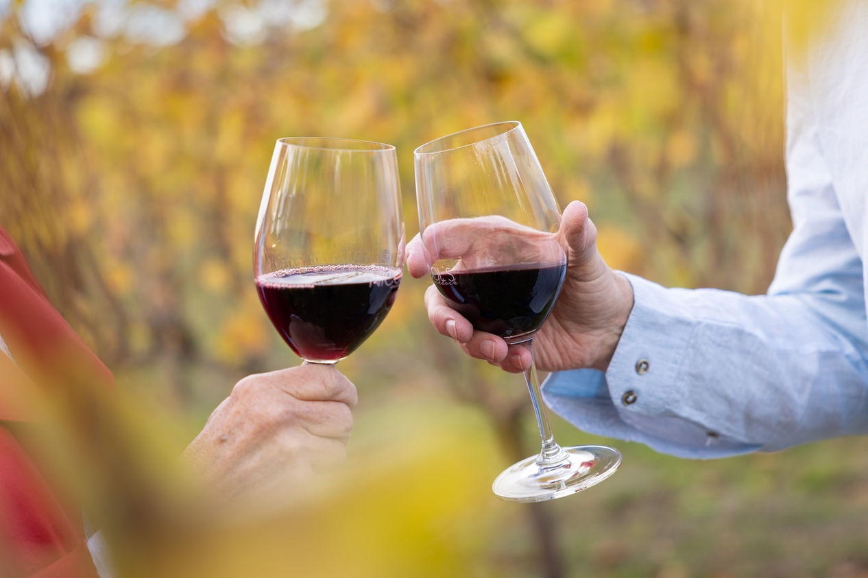 Two hands clinking glasses of red wine in a vineyard setting with autumn foliage
