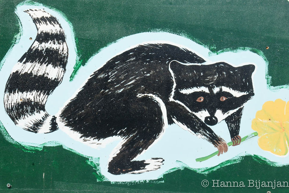 Racoon art