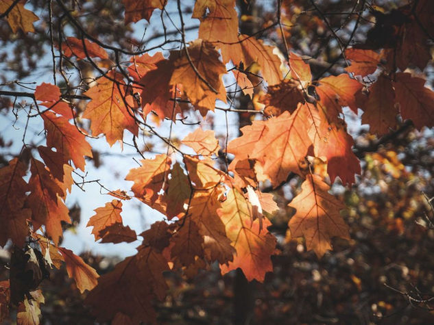 Mein Blog und die Social-Media-Zwickmühle