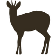 grey-duiker_edited.png