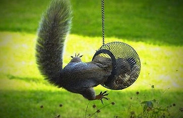 Let's See Levi Do this!_edited.jpg