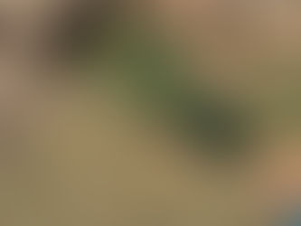 "Socialização de Filhotes" Fundamento para um Cão Adulto Equilibrado