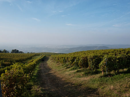 Geography of Valpolicella and the prime growing areas of Amarone