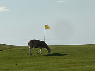 Sheep grazing next to the flag at Appleby Golf Club Cumbria moorland golf course review