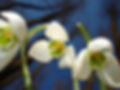 Galanthus_nivalis_Fontanals.JPG
