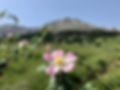 IMG_6915.jpeg