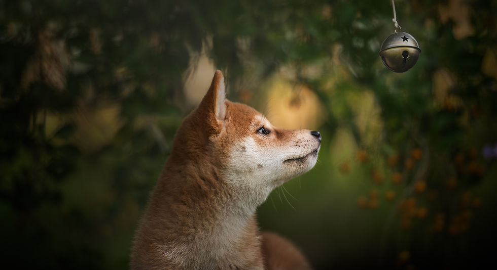 _DSC1525-Edit