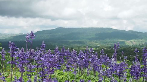 Diseño sin título (1).jpg