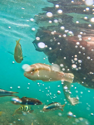 Snorkeler surrounded by tropical fish in shallow turquoise water during a guided snorkeling trip in Lombok.